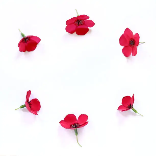 six red flax flowers arranged in a circle top view