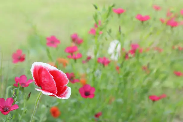 decorative red poppy and flax flowers on the lawn