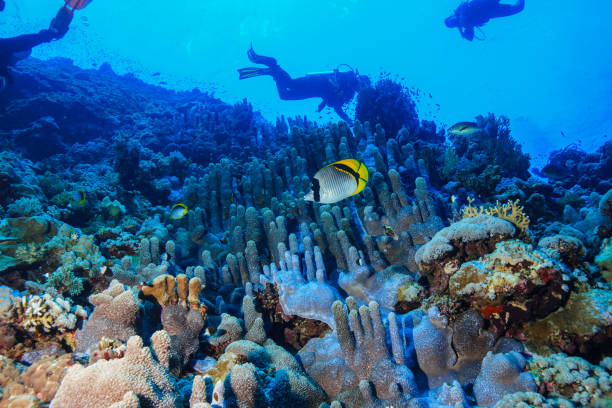 istock Egypt Red sea Scuba diving 1050610426