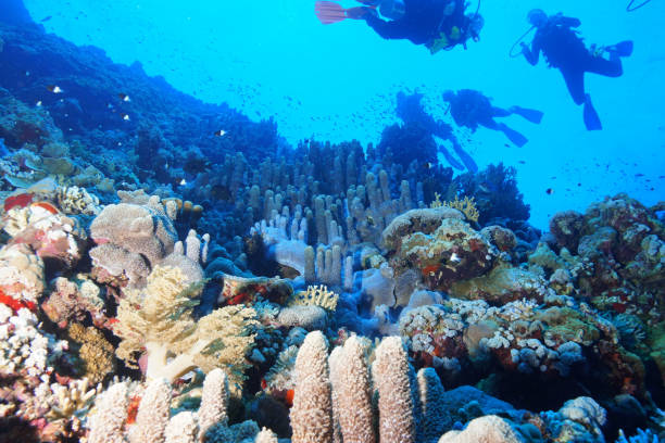 istock Egypt Red sea Scuba diving 1050612680