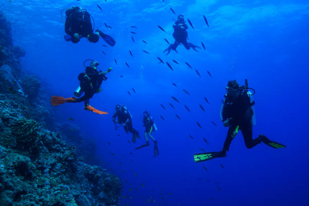 istock Egypt Red sea Scuba diving 1050612922