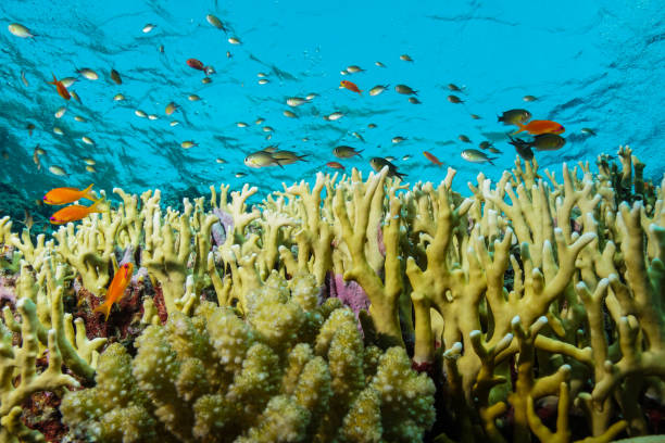 istock Egypt Red sea Scuba diving 1050613402