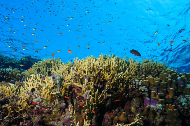 istock Egypt Red sea Scuba diving 1050613404