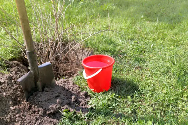 shovel, red bucket and large currant bush in the garden