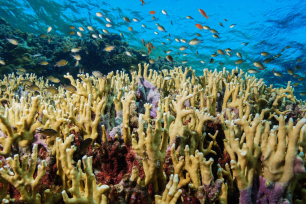 istock Egypt Red sea Scuba diving 1050615698