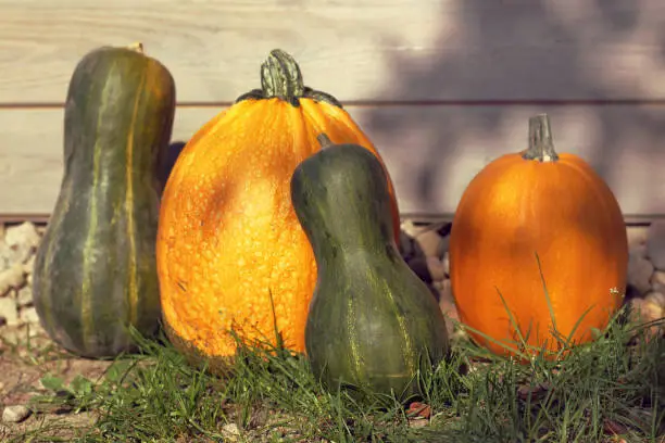 pumpkins of different sizes lie on the background of the house