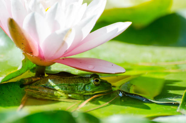 istock Frog under flower water lily 1050615940