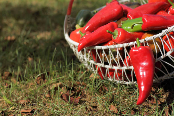 pod of red peppers hanging on a wicker basket in the garden