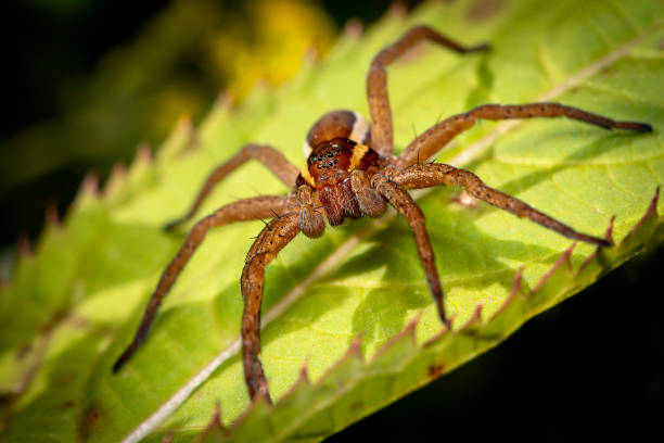 istock Spider with prey in close up view 1050616040