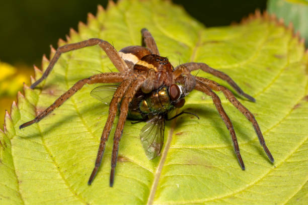 istock Spider with prey in close up view 1050616068