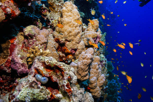 istock Egypt Red sea Scuba diving 1050616110