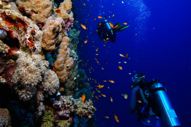 istock Egypt Red sea Scuba diving 1050616160