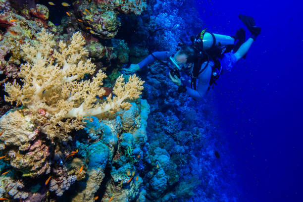 istock Egypt Red sea Scuba diving 1050616298