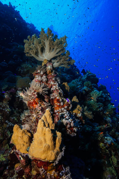 istock Egypt Red sea Scuba diving 1050616306