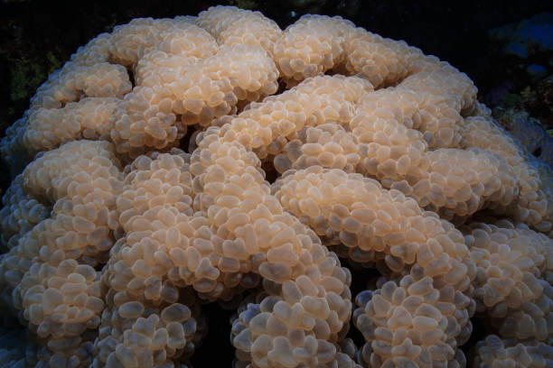 White pearl bubble LPS coral in isolated shot - (Plerogyra sinuosa)
