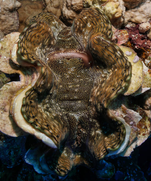 istock Egypt Red sea Scuba diving 1050616424