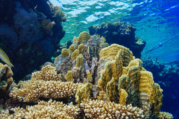 istock Egypt Red sea Scuba diving 1050618666