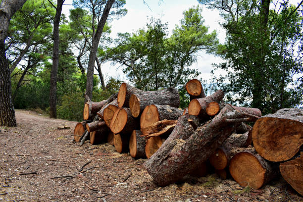 istock Stack of firewood logs in the forest/ Chopped trees for winter 1050618718