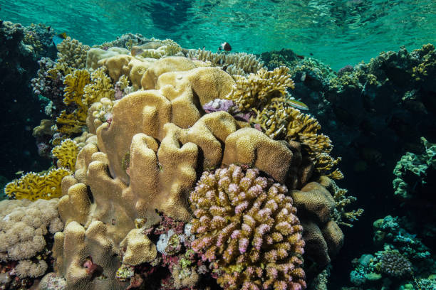 istock Egypt Red sea Scuba diving 1050618872