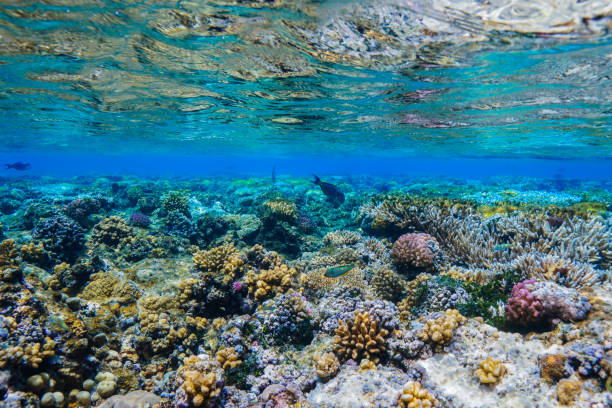 istock Egypt Red sea Scuba diving 1050620534