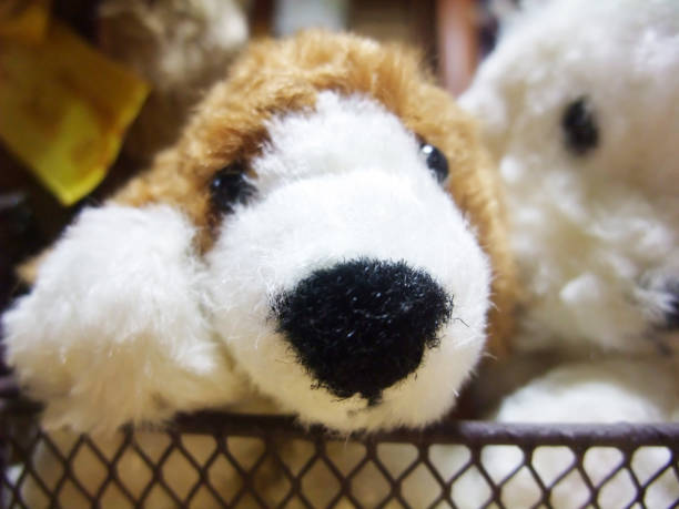 istock Doll of a dog 1050627654