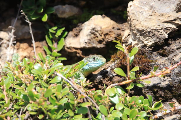 istock Western green lizard hidden in his shelter 1050628170