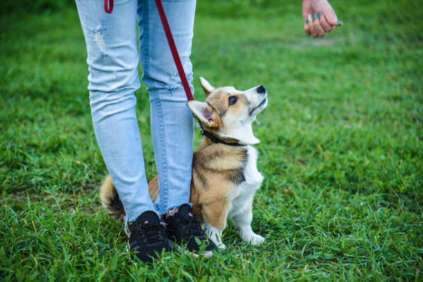 istock Welsh Corgi puppy 1050630926