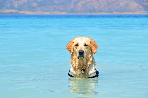 The Golden Retriever is cooling off at Lake Salda in Turkey.