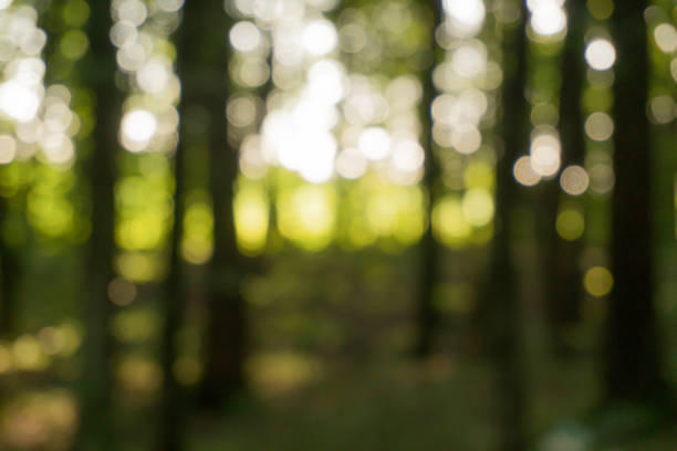 istock Blurred background of beech forest in the evening 1050634012