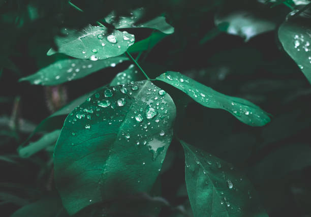 foglia verde con rugiada su sfondo naturale scuro. - drop water raindrop dew foto e immagini stock