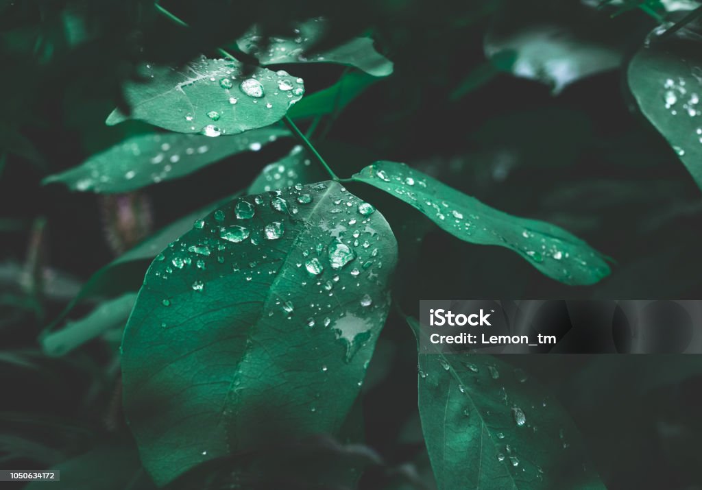 Green leaf with dew on dark nature background. Nature Stock Photo