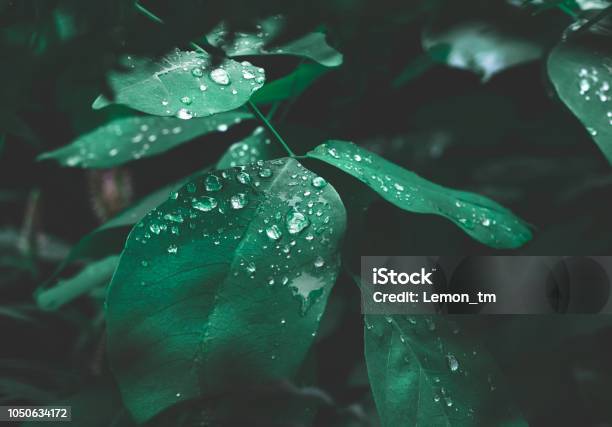 Green Leaf With Dew On Dark Nature Background Stock Photo - Download Image Now - Nature, Leaf, Water