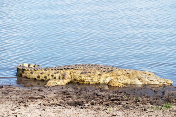 istock Nile crocodile at the water's  edge 1050636742