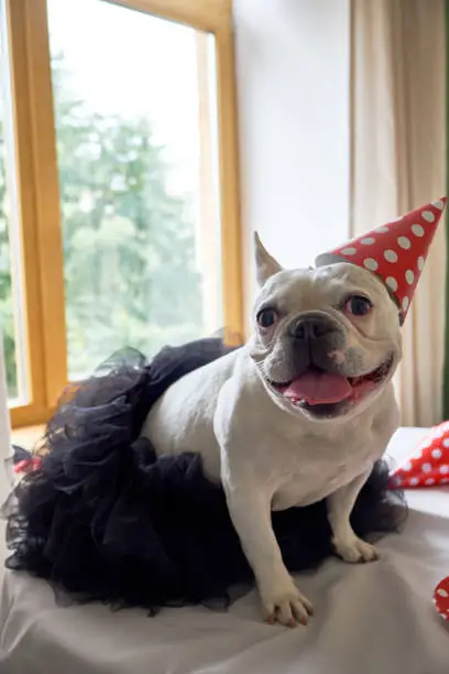 Photo of French Bulldog at Birthday party