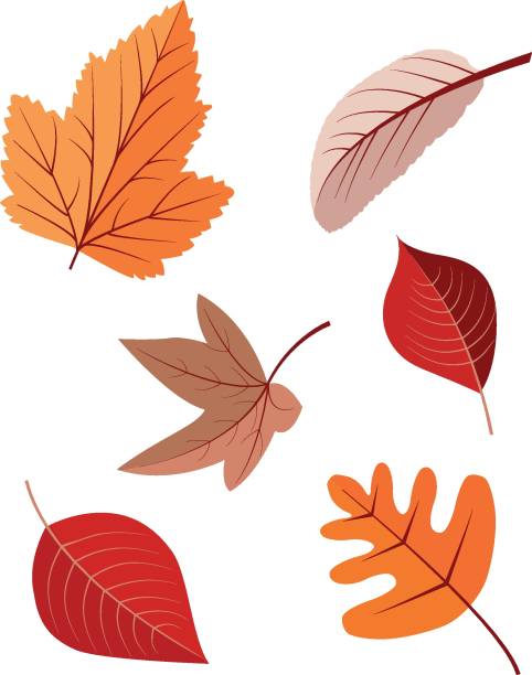 illustrazioni stock, clip art, cartoni animati e icone di tendenza di collezione foglie autunnali - dry leaves