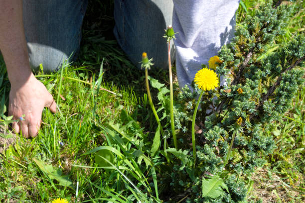istock Summer works in the garden. Weeding weeds 1050640178