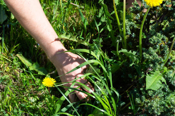 istock Summer works in the garden. Weeding weeds 1050640196
