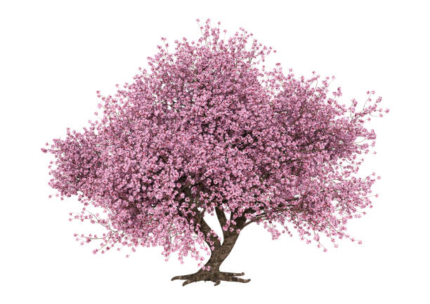 istock 3D illustration pink blooming sakura tree on white 1050640328