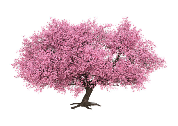 3d abbildung rosa blühende sakura-baum auf weiß - japanische blütenkirsche stock-fotos und bilder