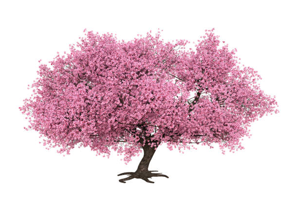 illustrazione 3d rosa fioritura sakura albero su bianco - oriental cherry tree foto e immagini stock