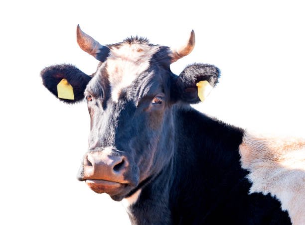istock White and black cow isolated on white background 1050640582