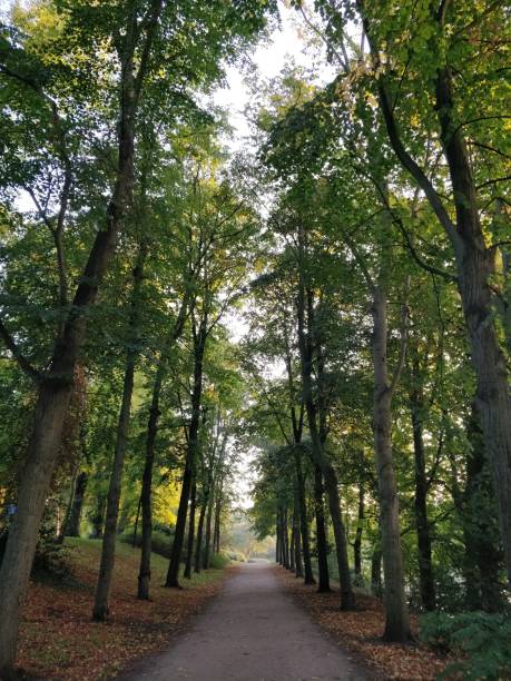 istock cool place for a healthy running exercise on the way to the trees 1050641504
