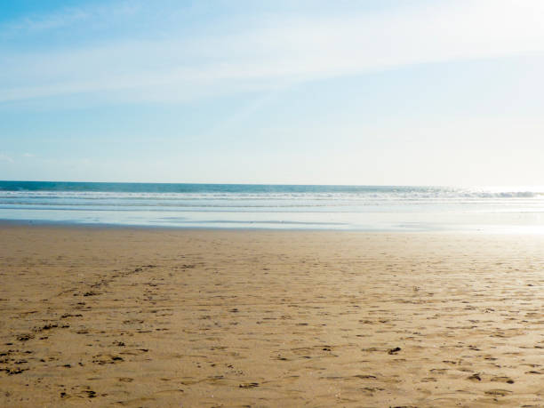 istock dogs on a beach in Bali, Indonesia 1050643238