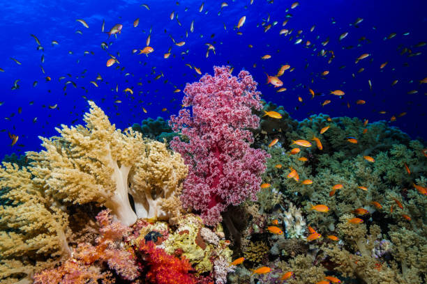 istock Egypt Red sea Scuba diving 1050643676