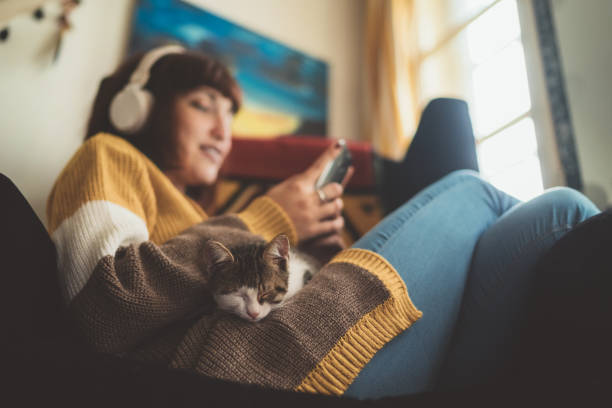 cozy home - shorthair cat audio imagens e fotografias de stock