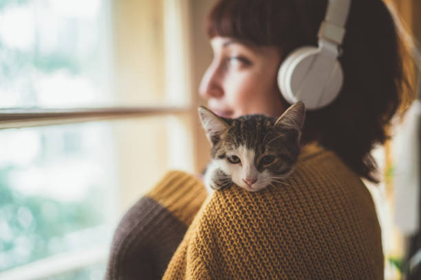 cozy home - shorthair cat audio imagens e fotografias de stock