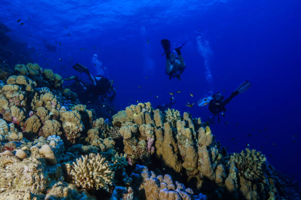 istock Egypt Red sea Scuba diving 1050646302