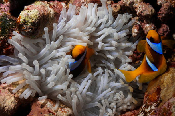 istock Egypt Red sea Scuba diving 1050646654