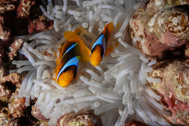 istock Egypt Red sea Scuba diving 1050646658