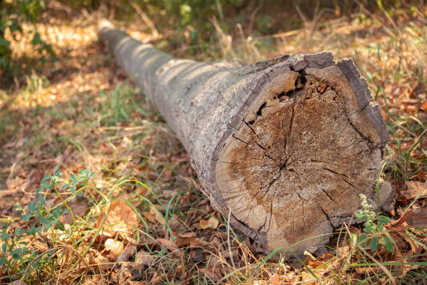 istock Felled tree lies in the forest 1050646974
